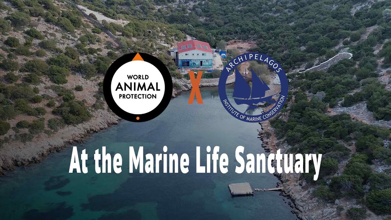 The Aegean Marine Life Sanctuary - Archipelagos joining forces with WAP