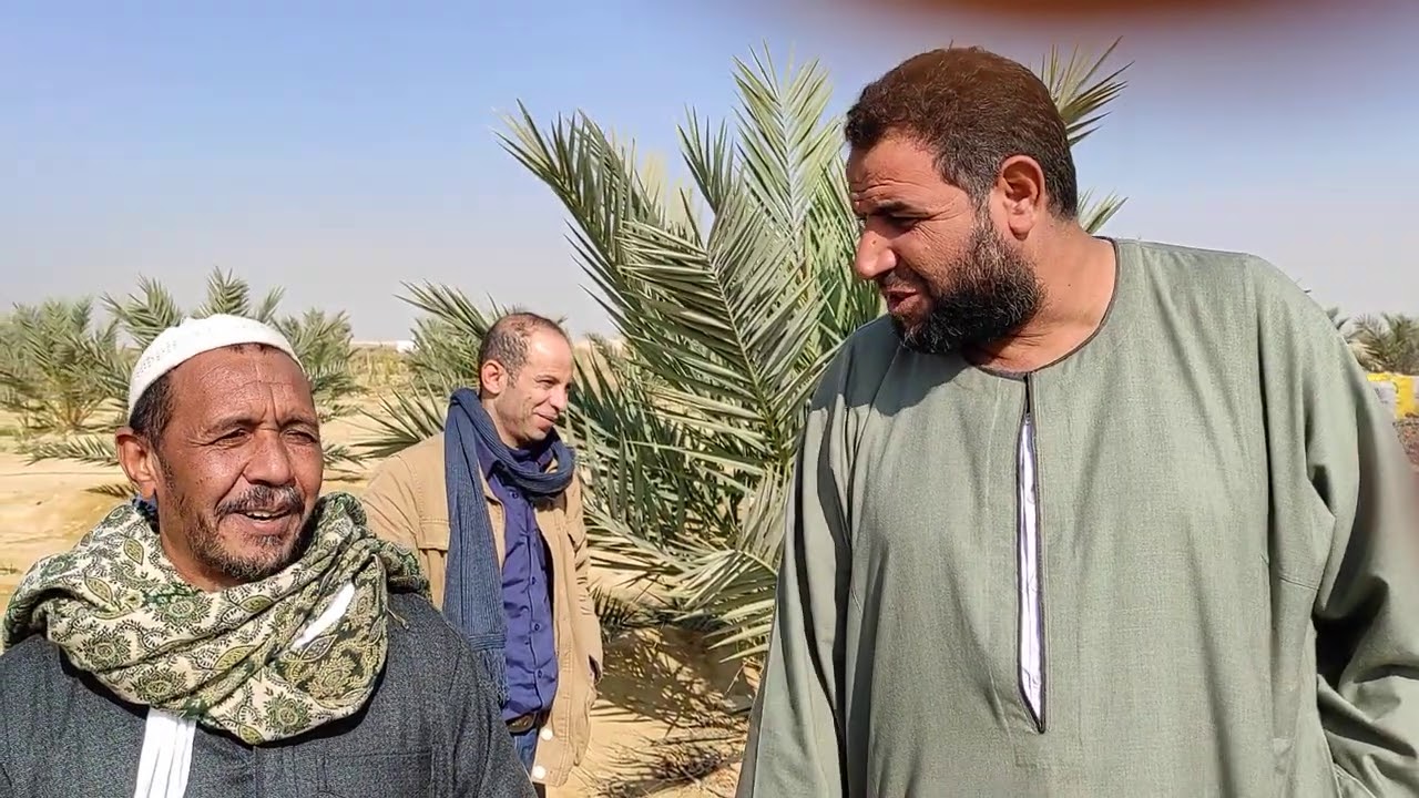 نخل مجدول كيفيه الاشتراك بشركه الشهد بمشروع شهد المجدول د فوذي 01005767601