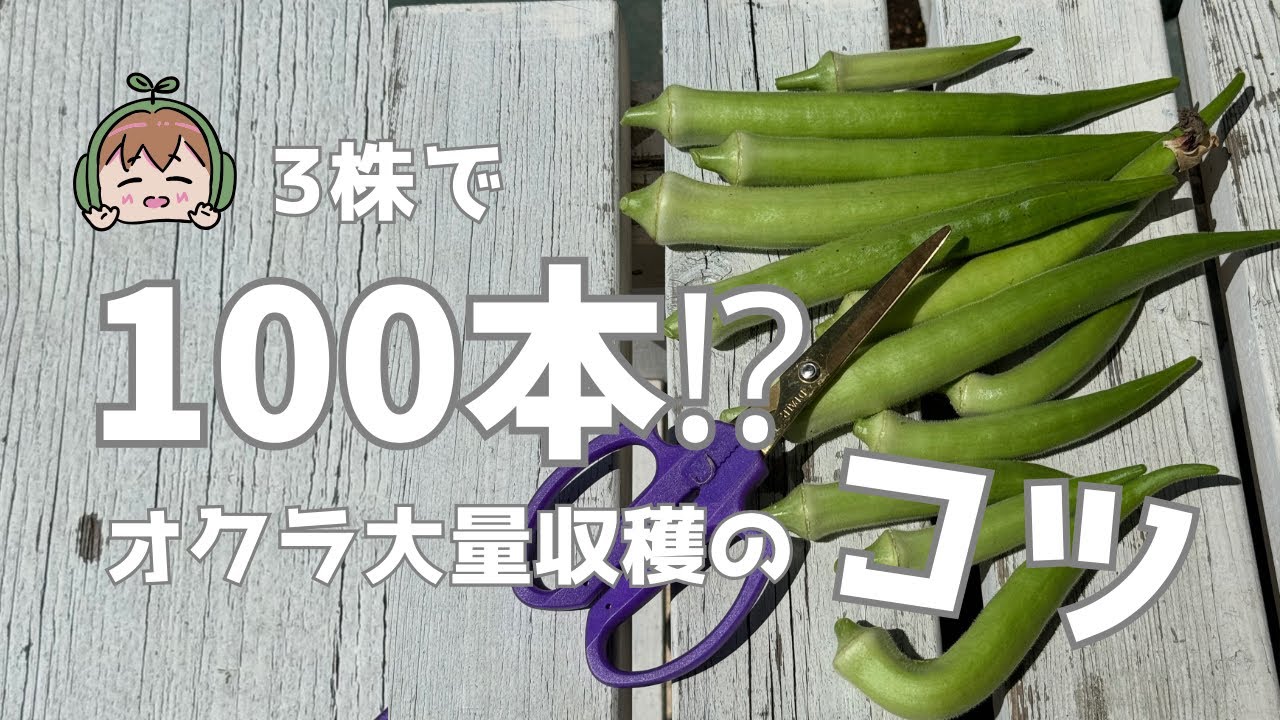 3株で100本収穫できたオクラ栽培！大量に実らせるコツ