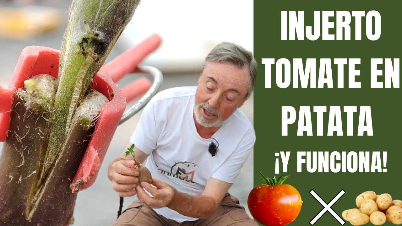 Cómo INJERTAR TOMATES EN PATATAS paso a paso y muy FÁCIL