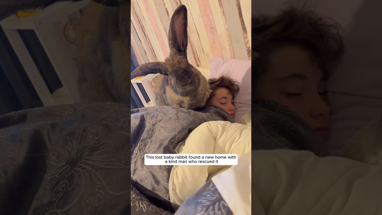 This lost baby rabbit found a new home with a kind man who rescued it #animalshorts #rabbit
