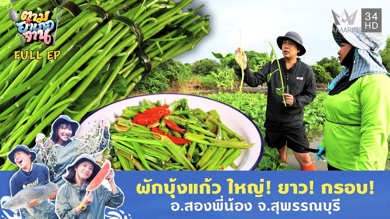ลุยนาผักบุ้งไทย อ.สองพี่น้อง จ.สุพรรณบุรี | ตามอำเภอจาน | 18 พ.ย. 68 Full EP