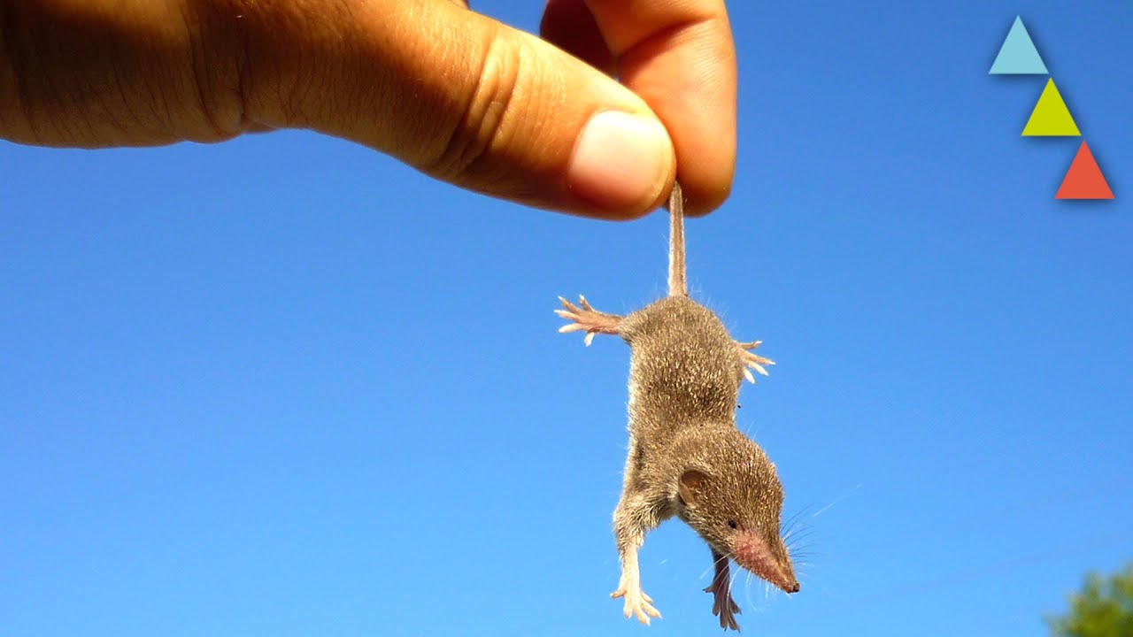 10 animales que se drogan