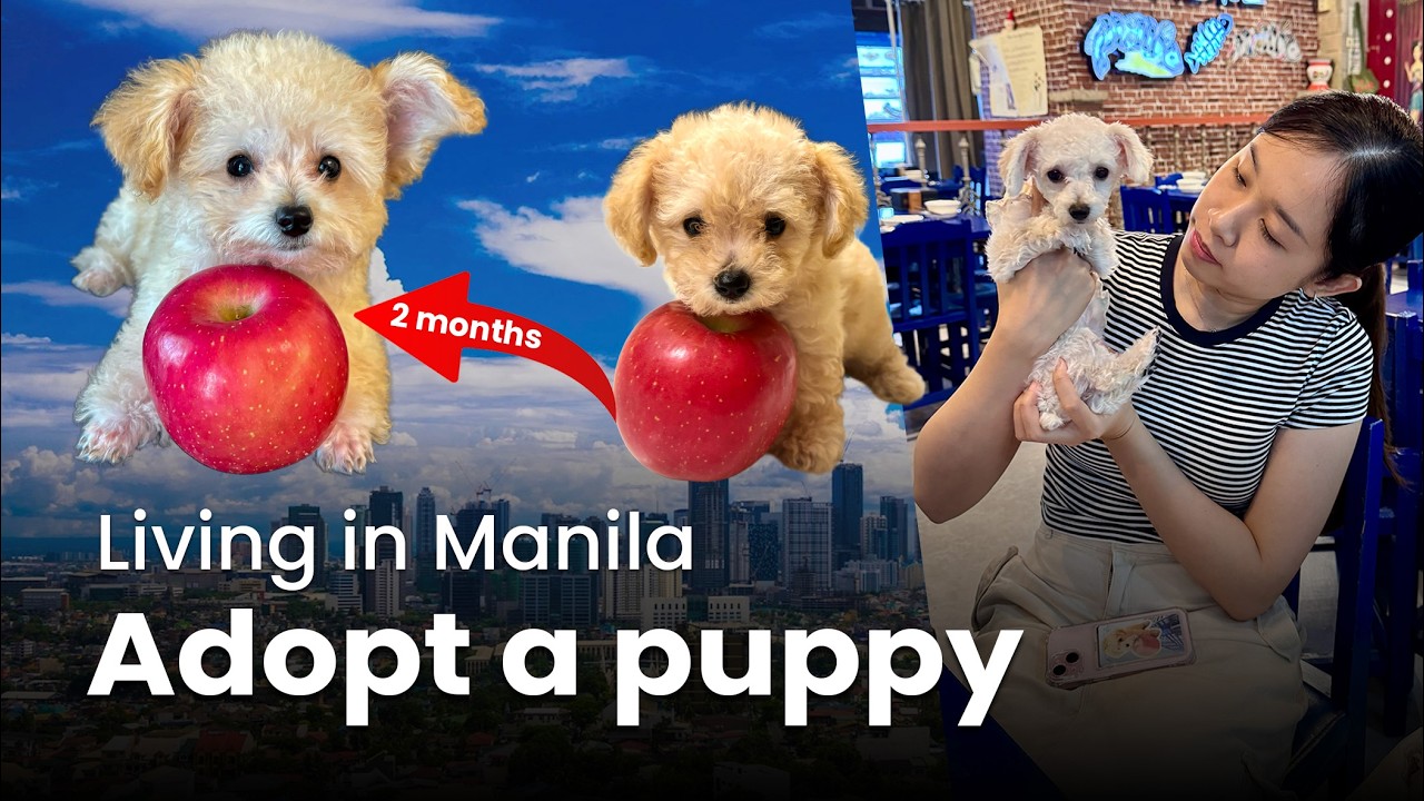 My Tiny Poodle: Adoption, Vet & 3 Months Tricks Vlog! 🐶