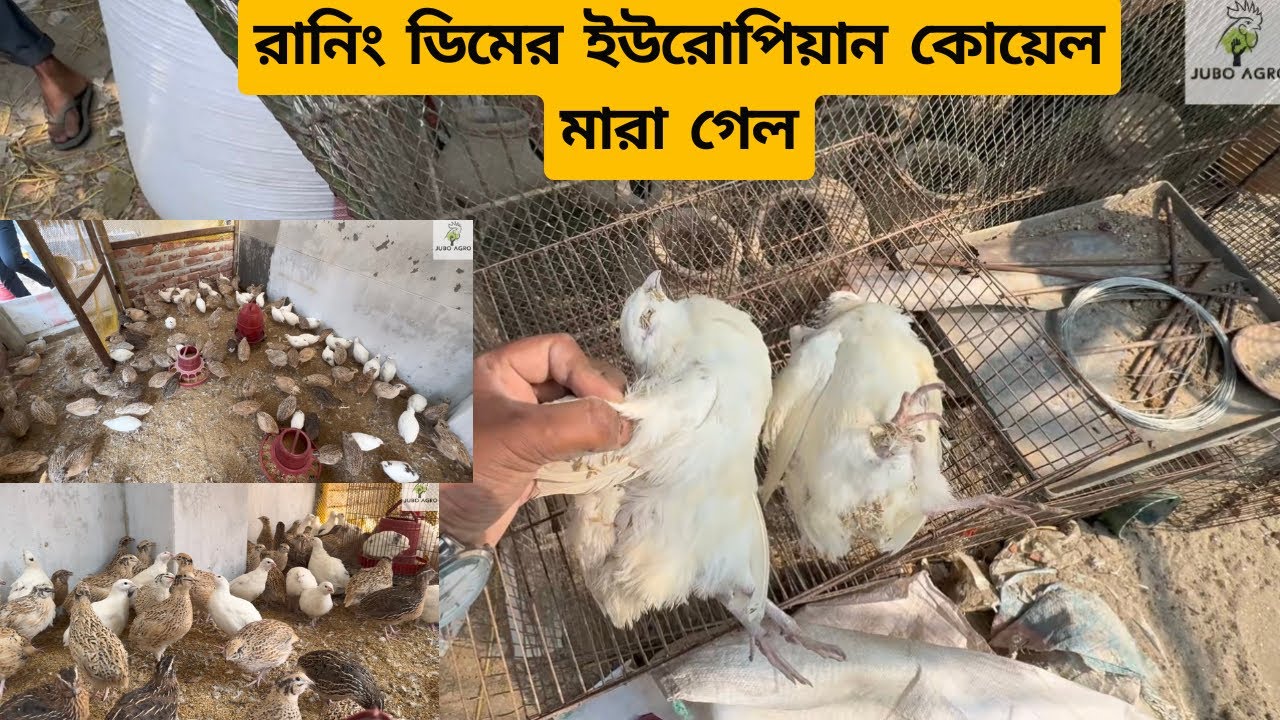 আজকে হঠাৎ দুইটা রানিং ডিমের ইউরোপিয়ান কোয়েল পাখি মারা গেল কেন?