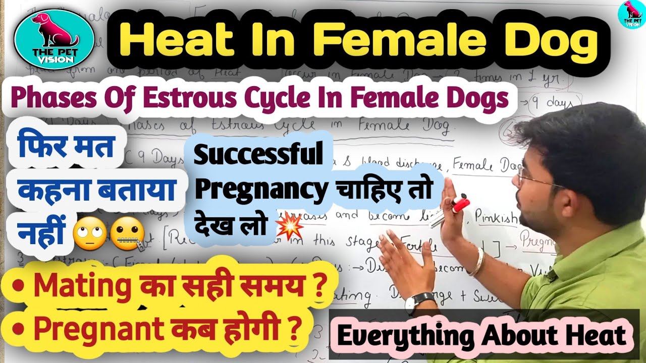 Phases Of Estrous Cycle In Female Dogs || Dog Heat Cycle || Perfect Time Of Mating || Dog Pregnancy