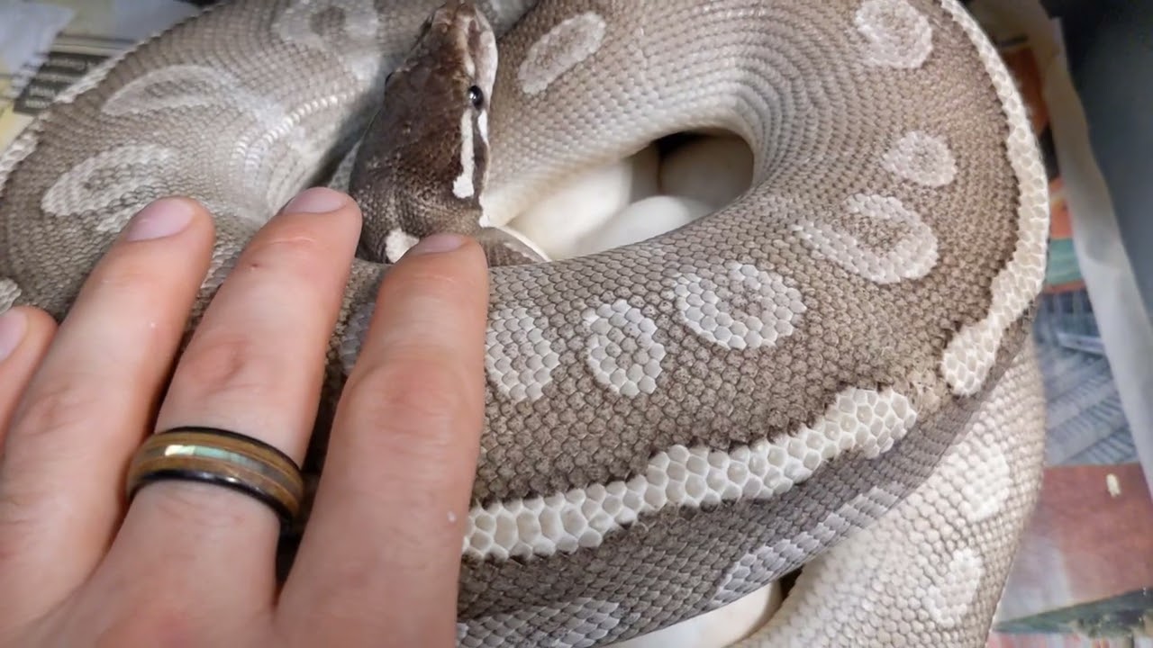 Mystic Potion Clutch! also a little run down on how to pick what ball pythons to pair!