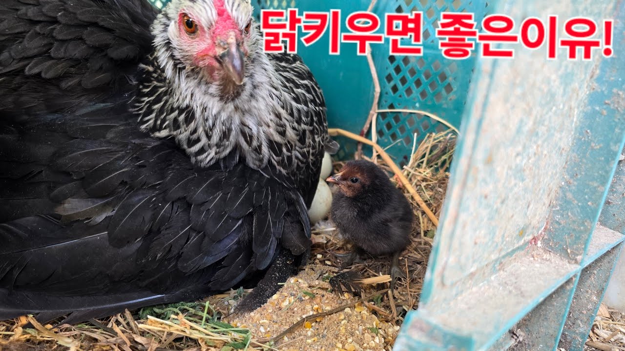 닭키우면 좋은이유/The Secret of Korean Chickens