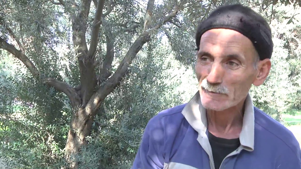 Çörəyi zeytundan çıxanlar - Zeytun yığan fəhlələrdən reportaj