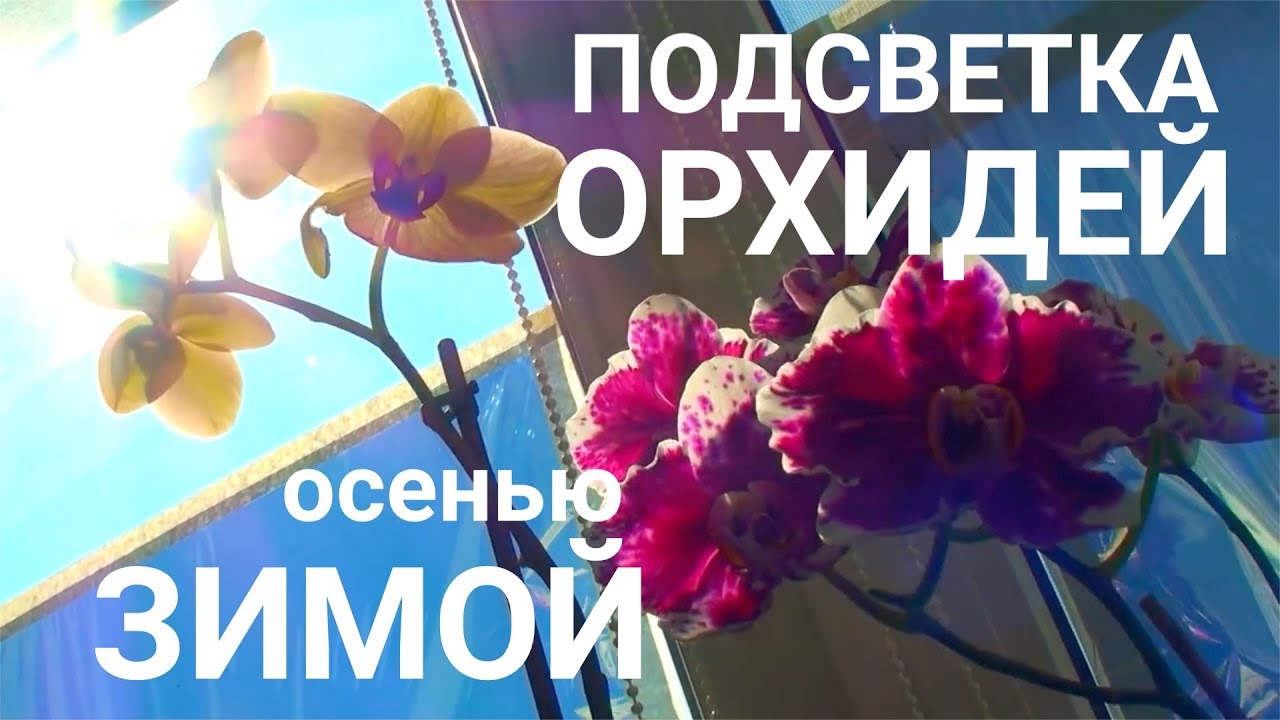 ОРХИДЕИ ПОДСВЕТКА ОСЕНЬЮ и ЗИМОЙ бюджетная и надежная