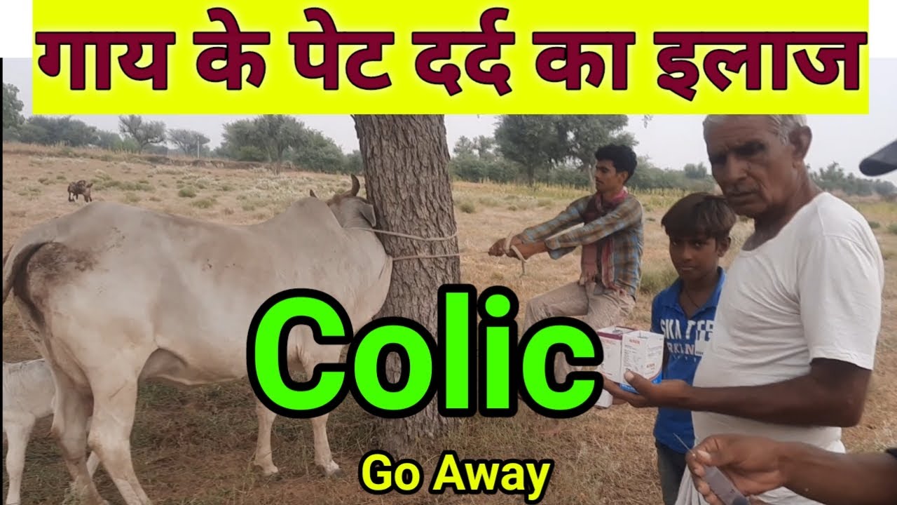 cow colic treatment गाय के पेट दर्द का इलाज cow ke pet me dard ka ilaj