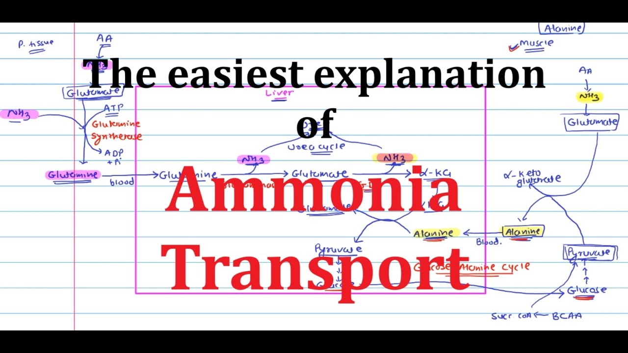 6. Transport of Ammonia | Glucose alanine cycle | Metabolism