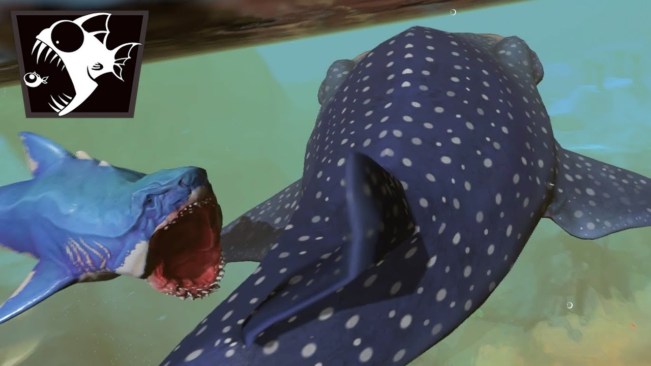 LE REQUIN-BALEINE GOBE TOUT ! (Feed And Grow #63)