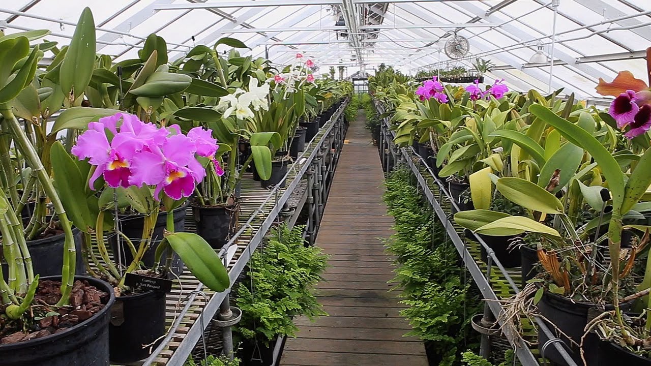 Virtual Tour of the Longwood Orchid Houses
