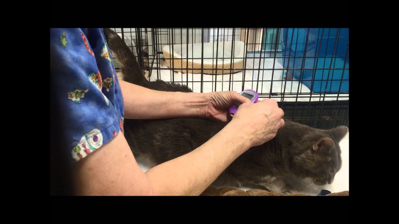 How to Check A Cat's Blood Sugar (featuring Bob!)