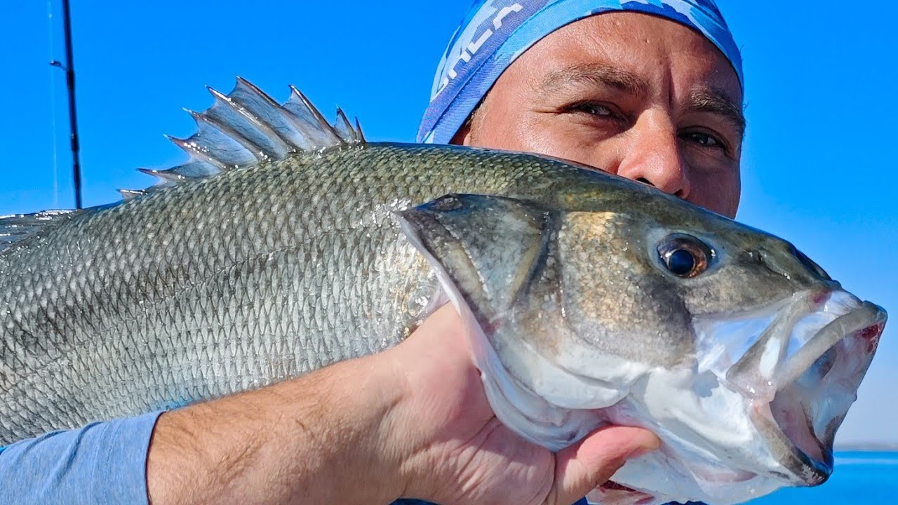 Silikon Karides Aksiyonu ile Trofe Levrek Avı - How to use Artifical Shrimp Bait for SeaBass