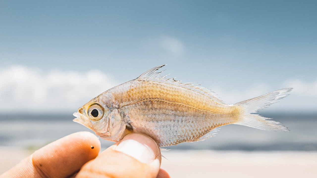 Fishing Live Mojarra for Mangrove Snapper, Snook and Cobia!