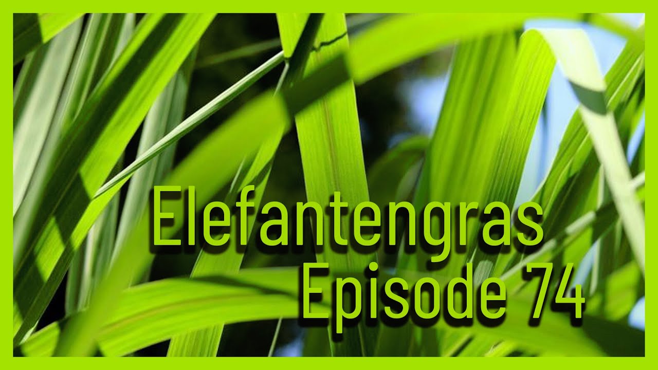 Elefantengras in Paraguay.