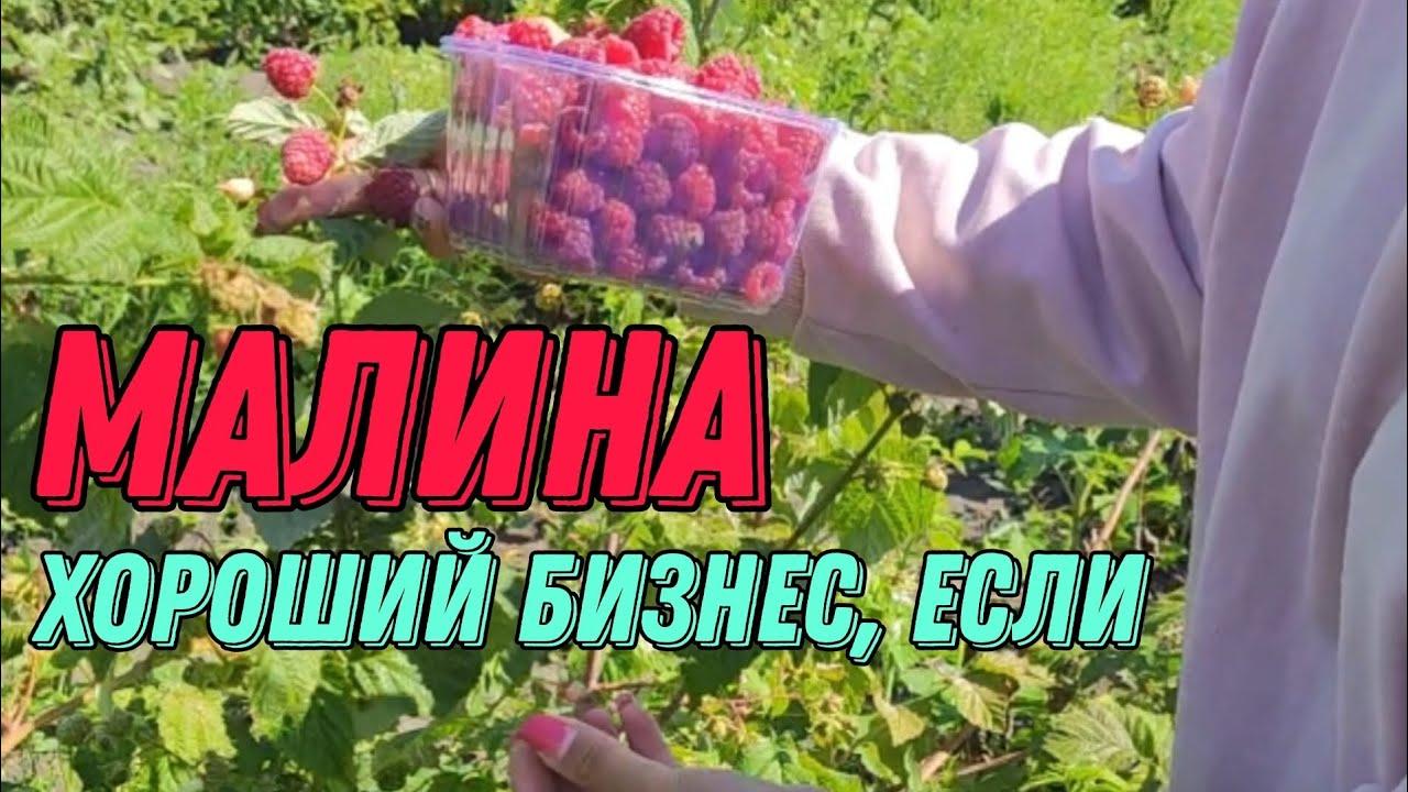 Малина, хороший бизнес если... Промышленная плантация малины. Как зарабатывать на малине.