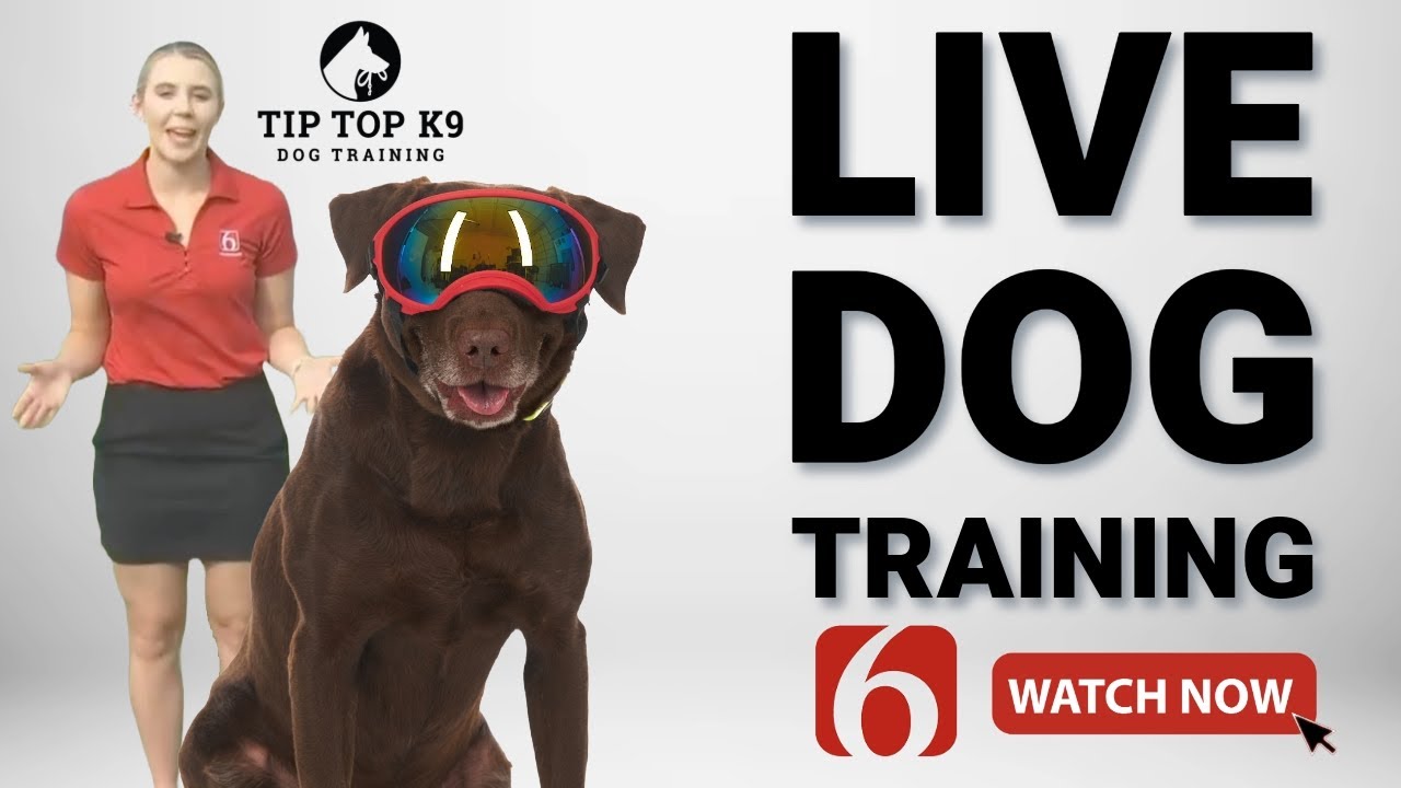 Tulsa Dog Training | Tip Top K9 News on 6 | 