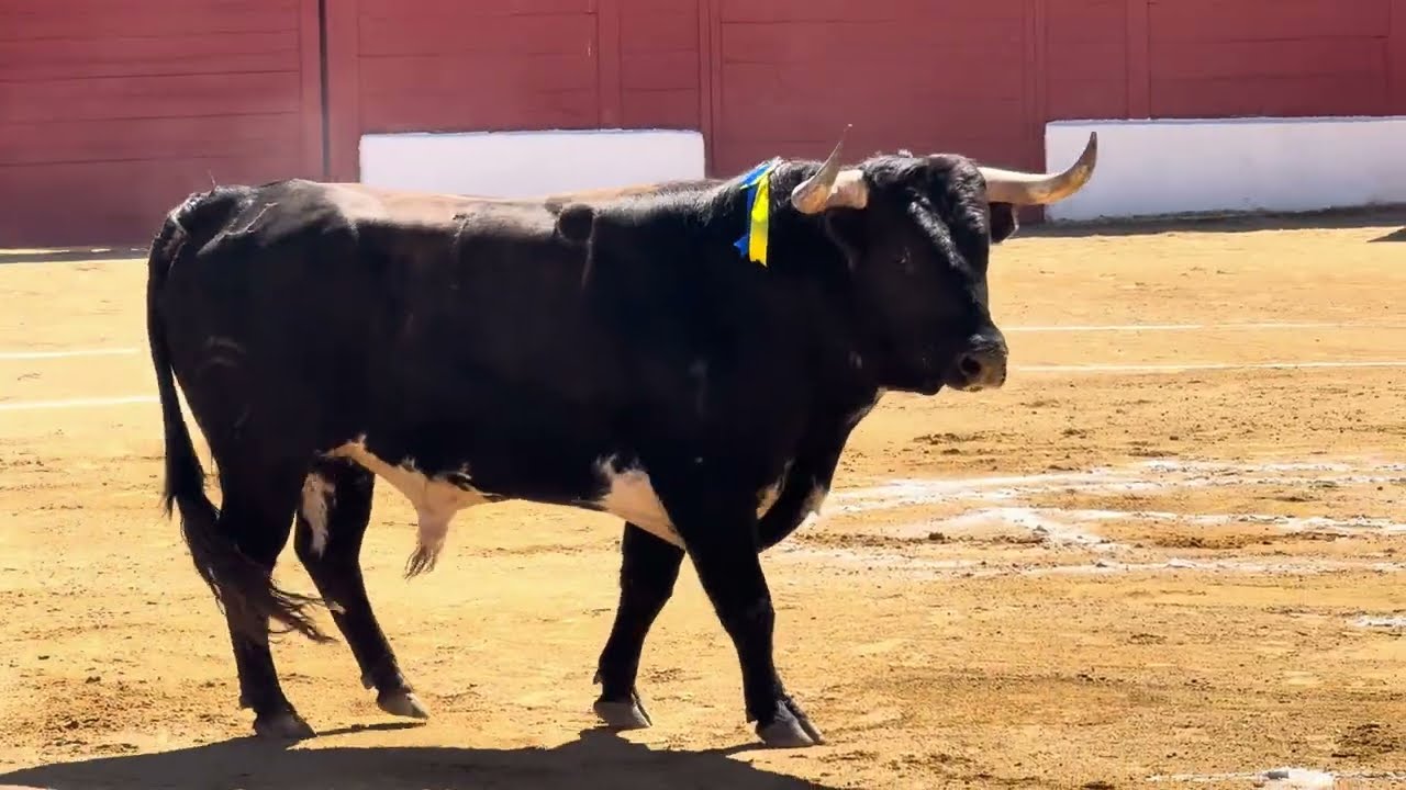 Salida 1º toro de DOLORES AGUIRRE: 