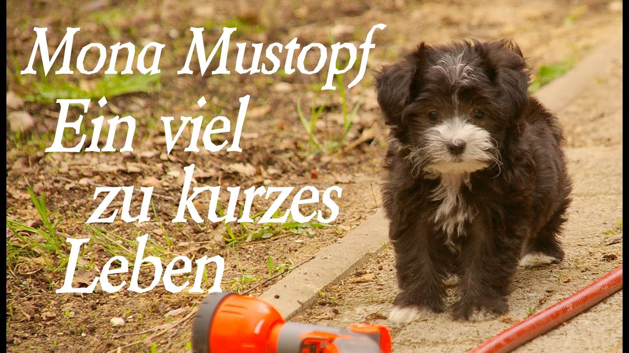 Mona Mustopf - Ein viel zu kurzes Leben - Bolonka Zwetna Welpen - Bolonka Welt - Bolonka Zwetna Doku