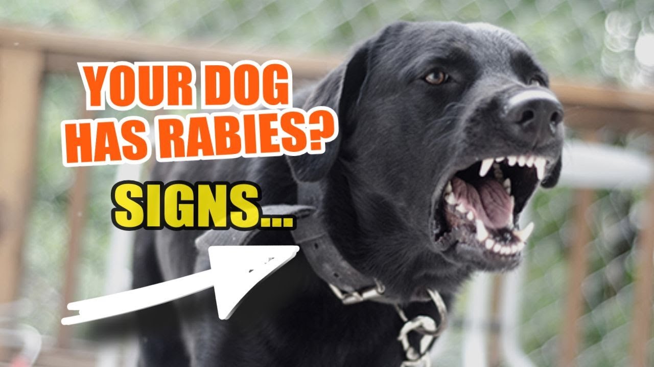 HOW TO Tell if your DOG has RABIES 🐶⚠️ &iexcl;Warning Signs!