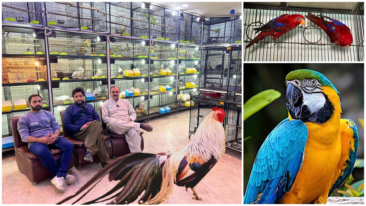Multan Sunday Birds Rasheedabad 4 February 2024 latest Update​ I Part 2
