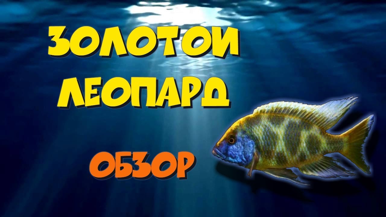 Нимбохромис венустус, золотой леопард. Обзор