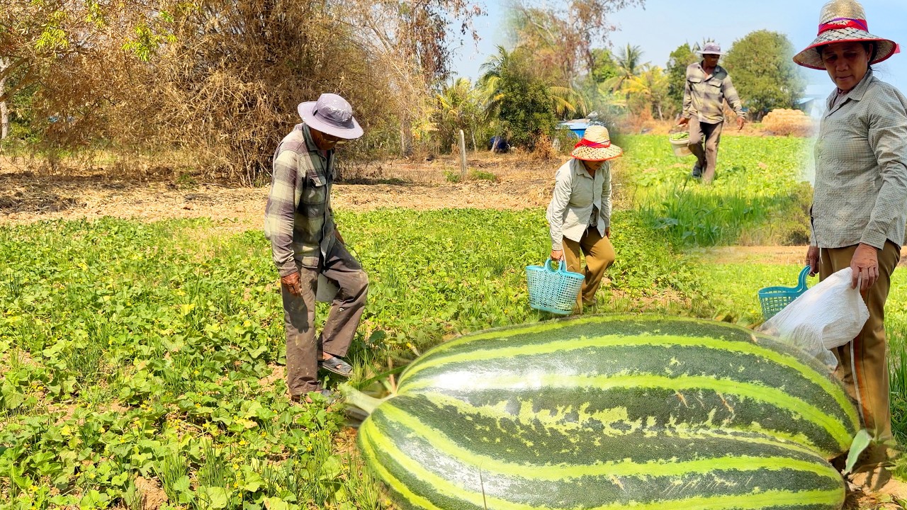 ចម្ការត្រសក់ស្រូវនៅភូមិអូរប្រាសាទ