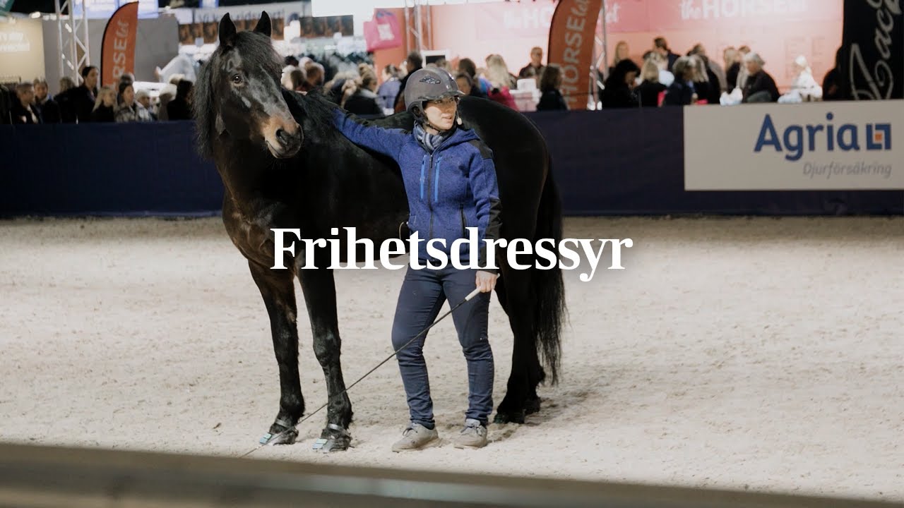 Kom igång med frihetsdressyr – Rebecca Dahlgren visar