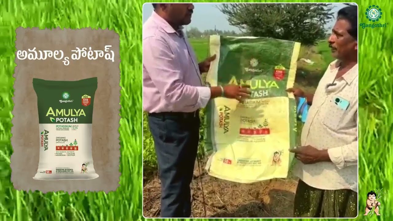 వరిలో పొటాష్ లోపాన్ని సరిచేయడానికి గంగోత్రి అమూల్య పొటాష్ వాడిన రైతు అనుభవం 