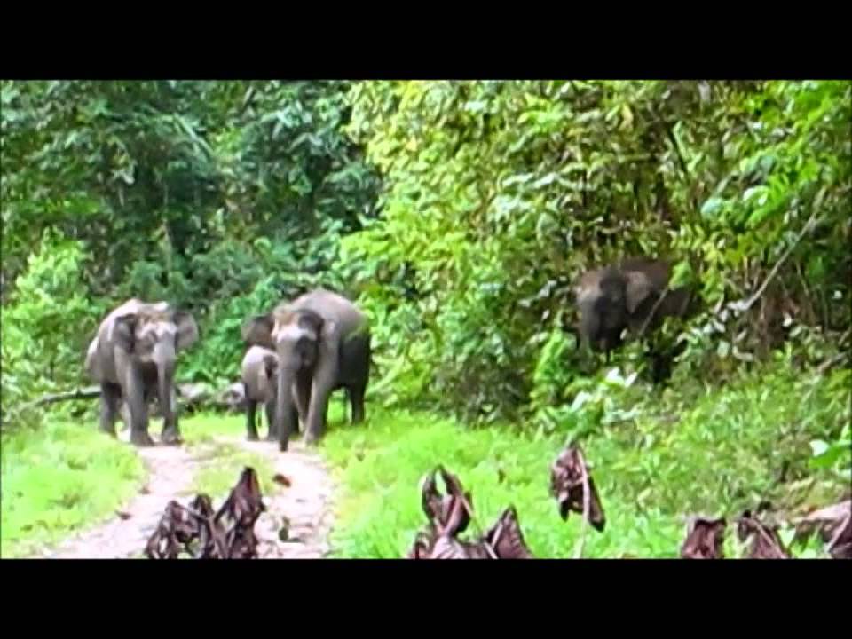 Elephant herd emerges from the Sabah Jungle - High-Definition Audio