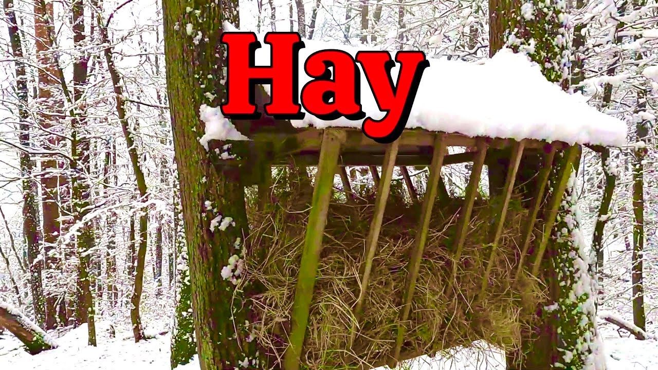 I Left 10 POUNDS of HAY in the Woods. You'll Never Guess what Stopped by