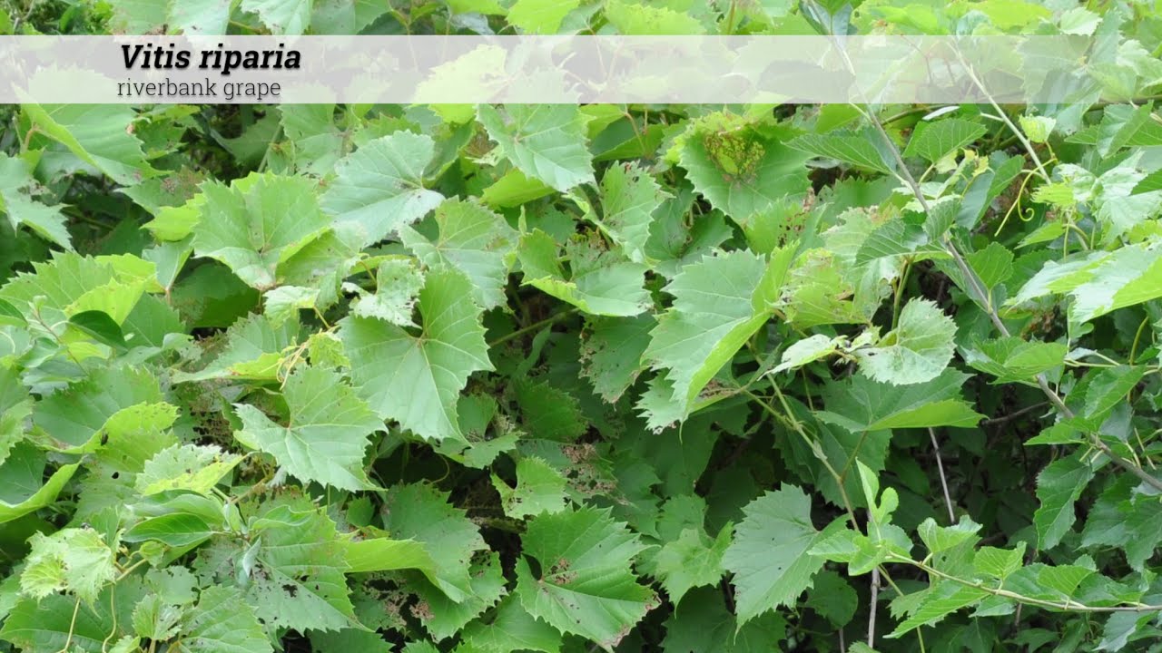 виноград прибрежный (Vitis riparia)