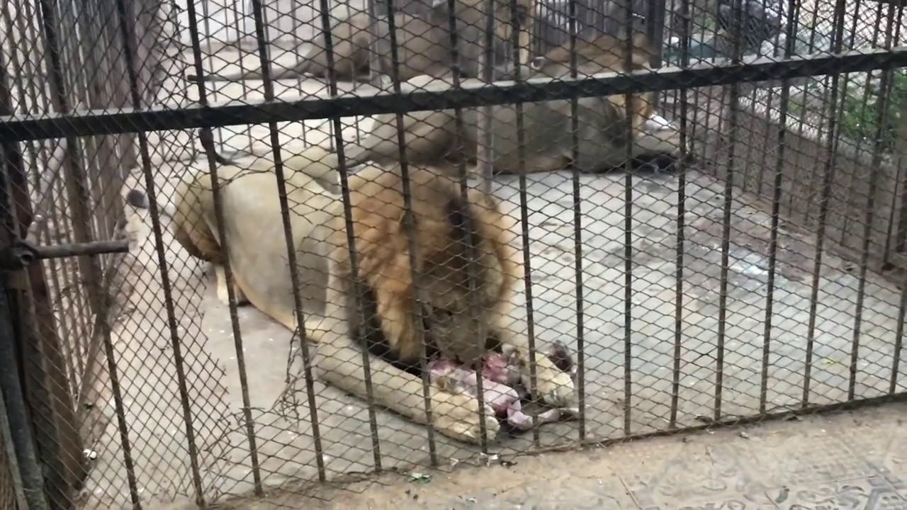 Beerta libaaxyada Lion Zoo Hargeisa Somaliland  🦁 🐆😦 😮 😍