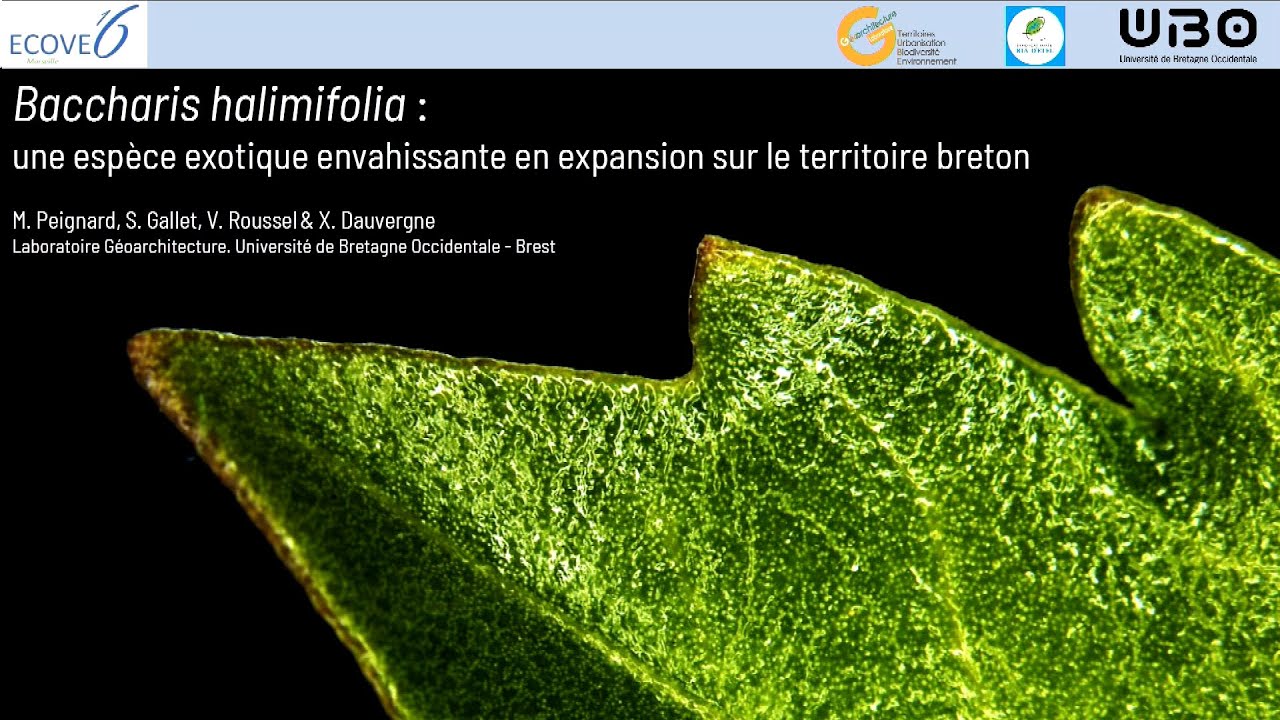 Baccharis halimifolia : une espèce exotique envahissante en expansion sur le territoire breton