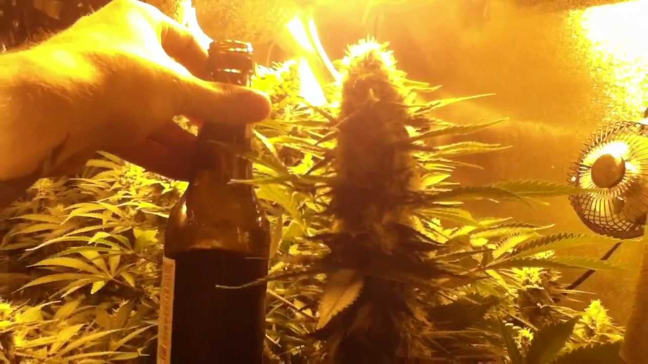 Beer Bottle Colas & Trichome Vision 