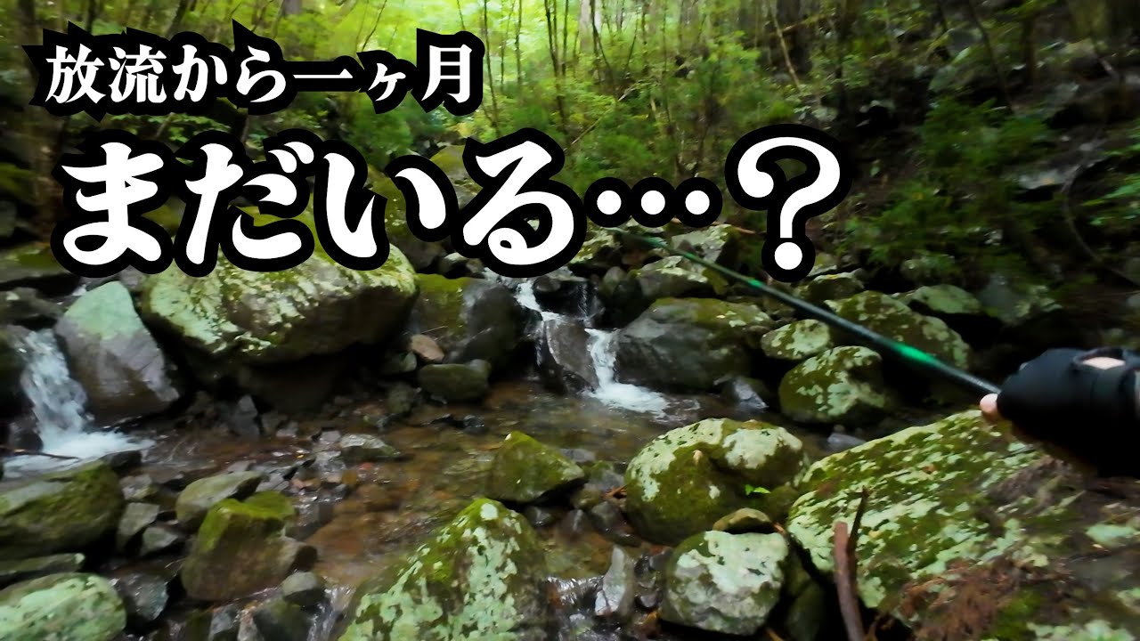 魚のいない沢に放流して一ヶ月。イワナはまだこの沢に？【渓流釣り】