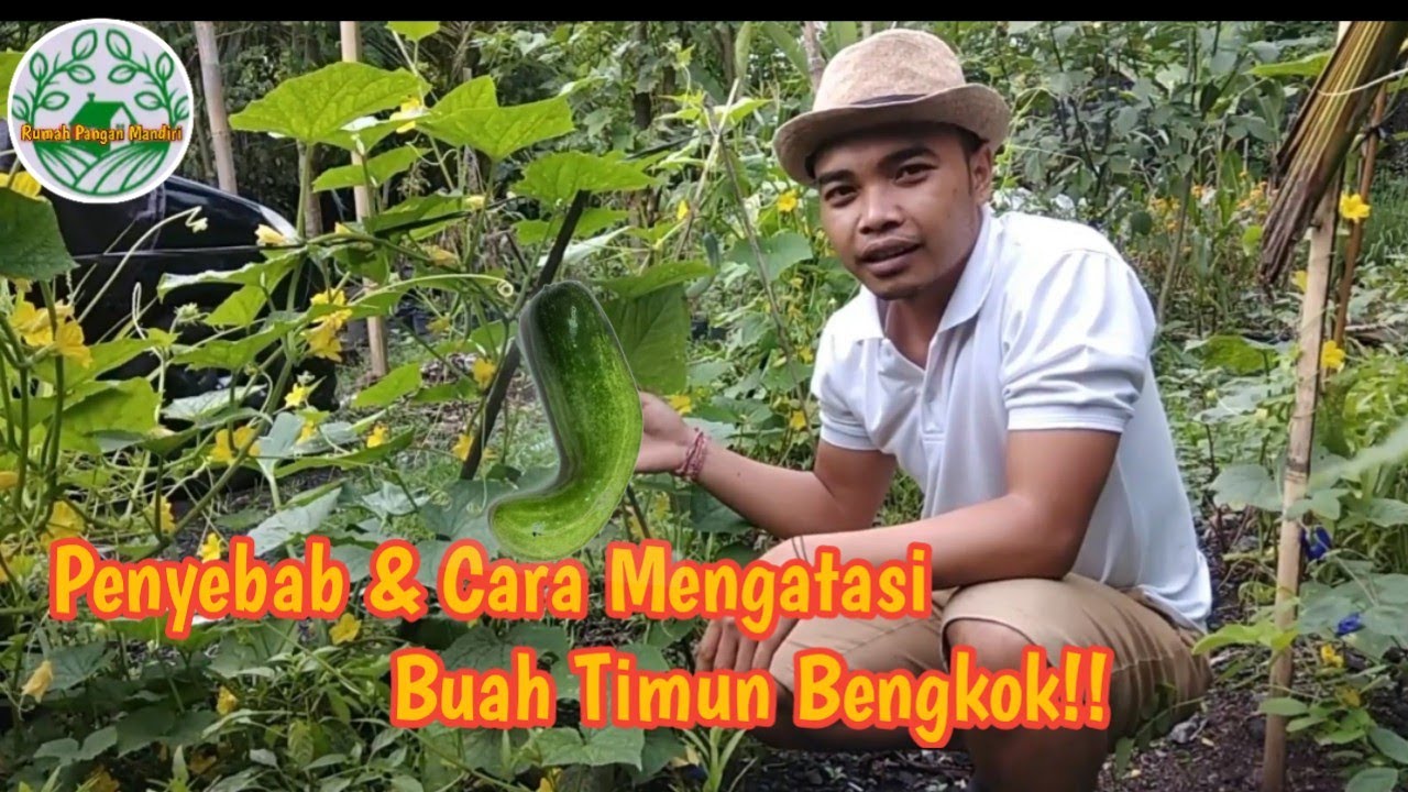 Penyebab dan Cara Mengatasi Buah Timun Bengkok!!!