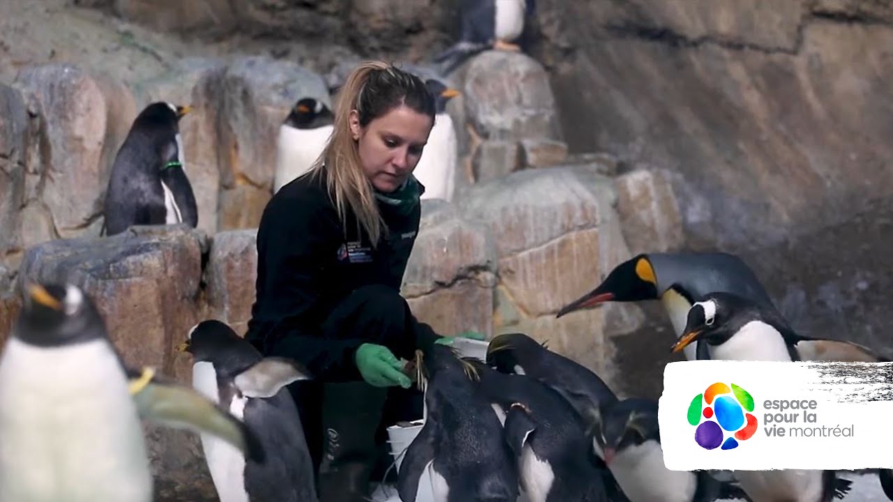 Visite virtuelle du Biodôme de Montréal