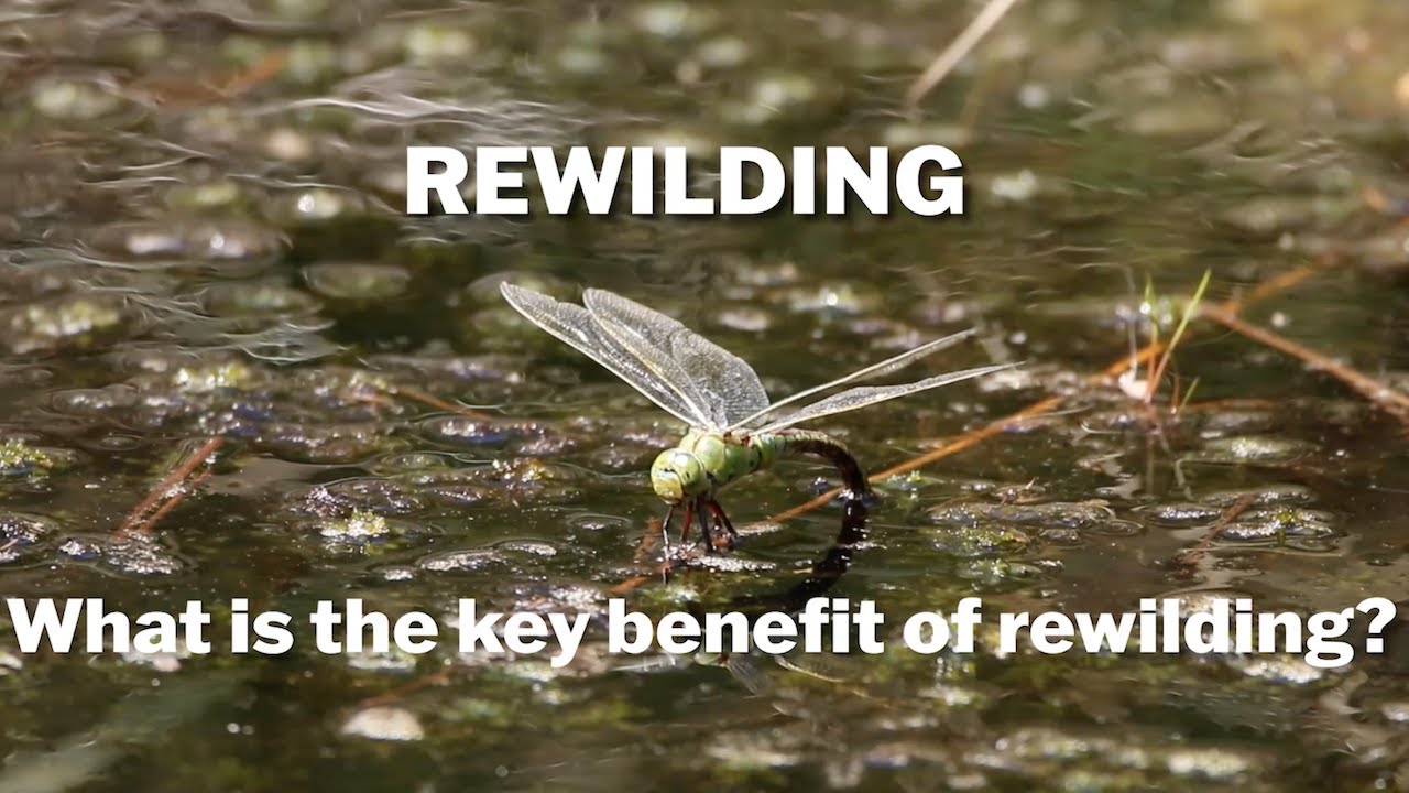 Rewilding &ndash; What are the benefits?