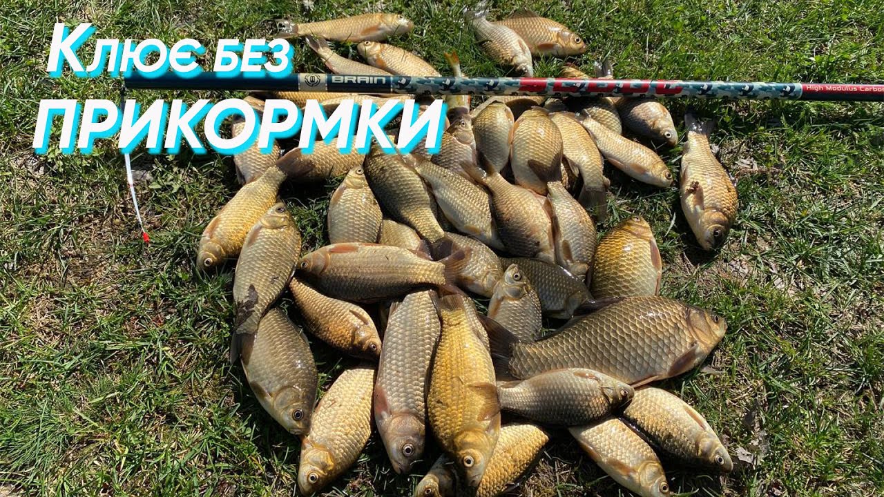 !!!КАРАСЬ ПІШОВ НА НЕРЕСТ!!!КАРАСІ ЯК КАРТУЗИ НЕ ВЛАЗЯТЬ У ВІДРО!!!