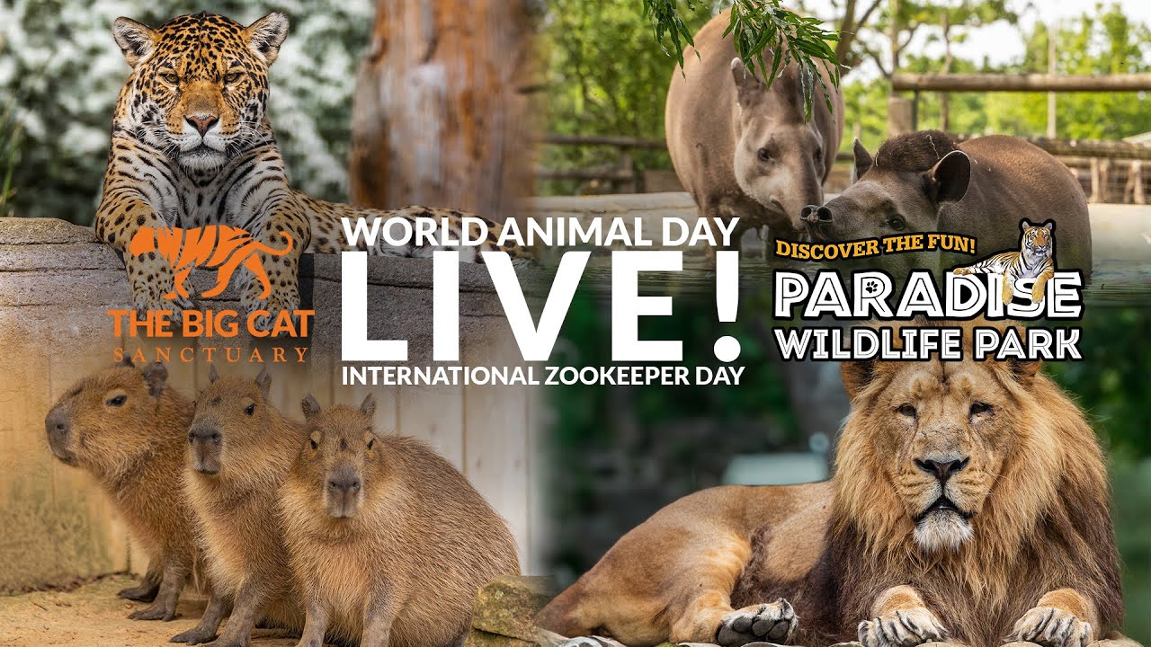 World Animal Day LIVE (Recap)