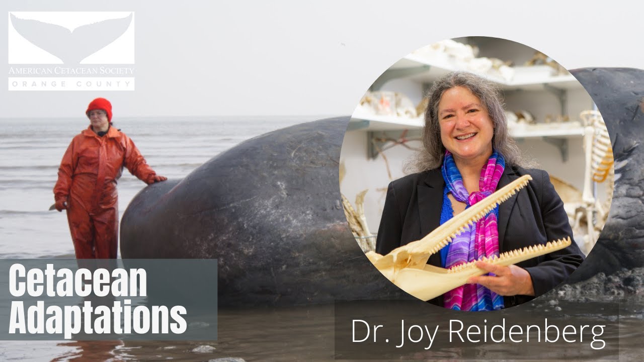 Cetacean Adaptations with Dr. Joy Reidenberg