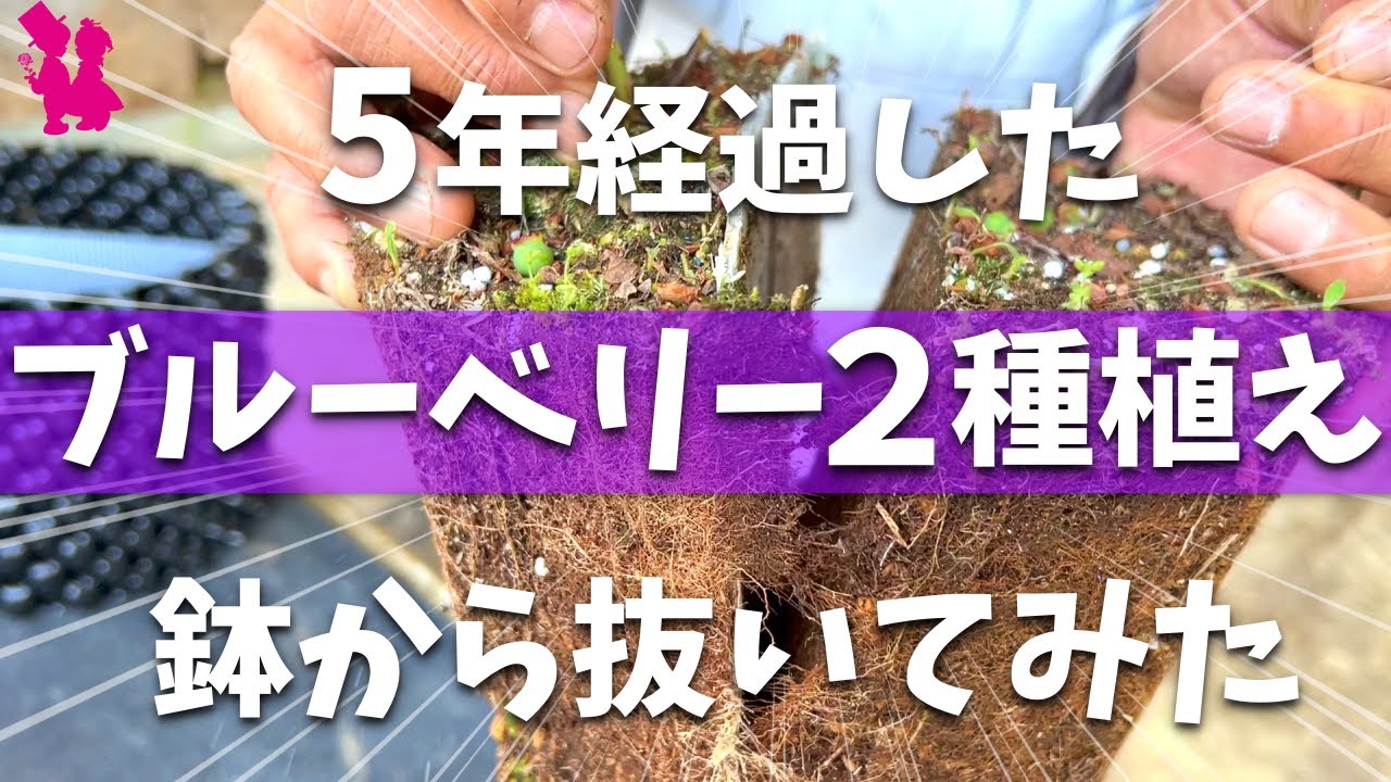 【ブルーベリー】２種植えで根詰まりした鉢植えを分解して植え替える