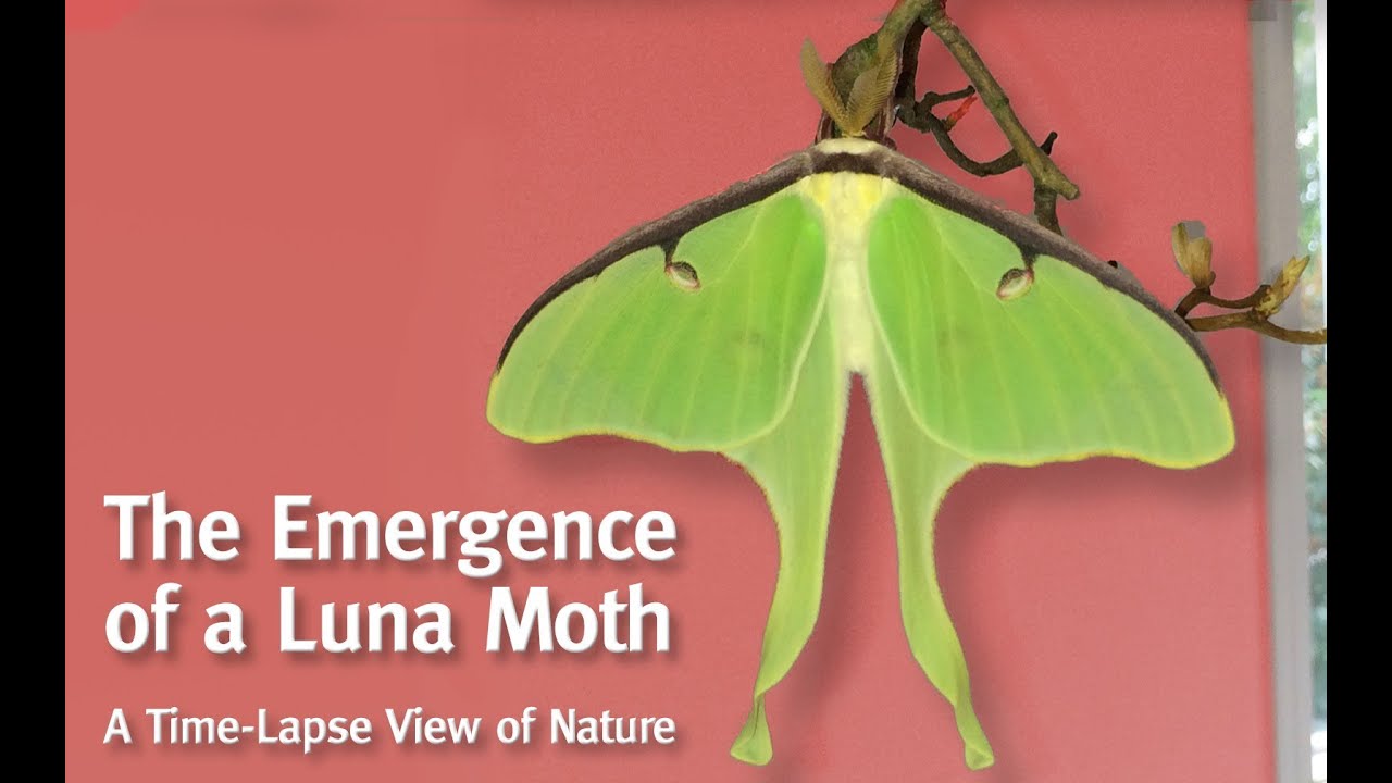 A Luna Moth Emerges From Her Cocoon