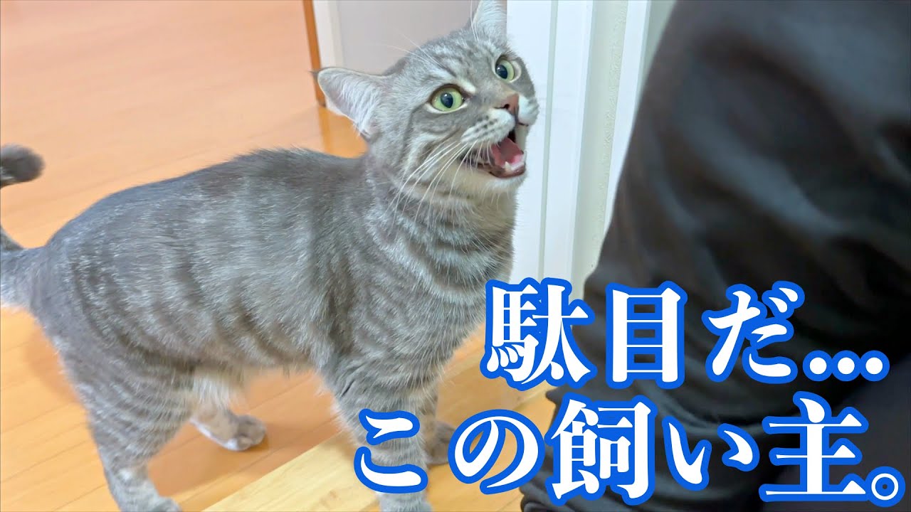 話の通じない飼い主に、不満で鳴く猫がかわいい...