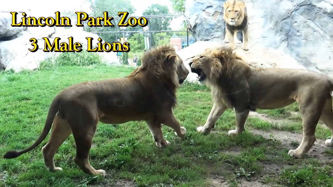 Lincoln Park Zoo Lions 🦁 The 3 Brothers start a quiet day, finish with roughhouse
