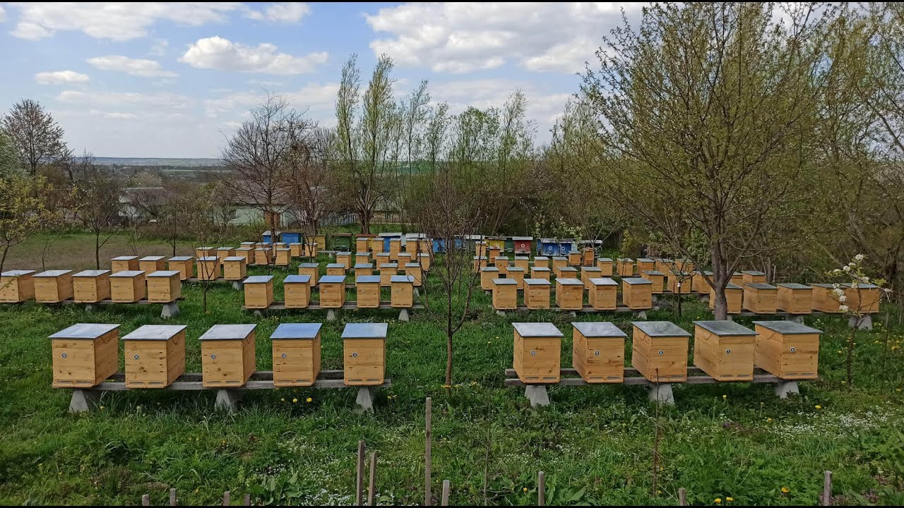 Огляд пасіки (28.04.2020р.)
